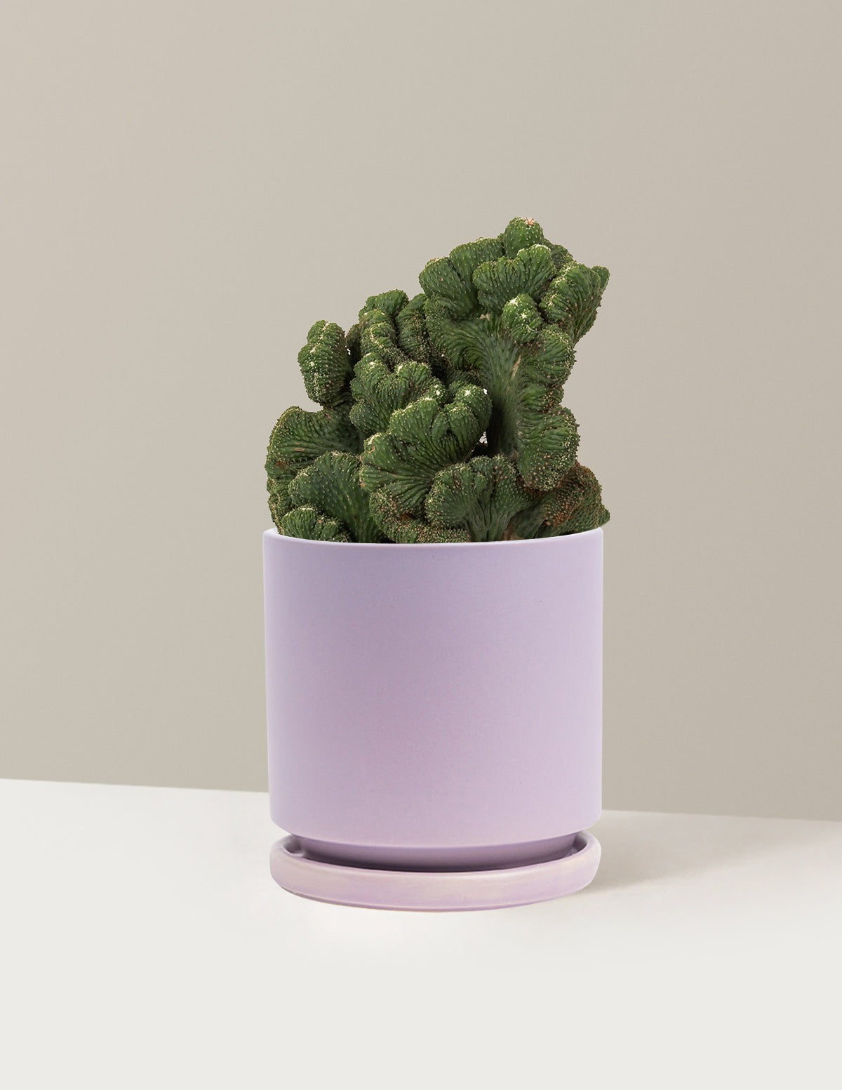Cereus Green Coral Cactus