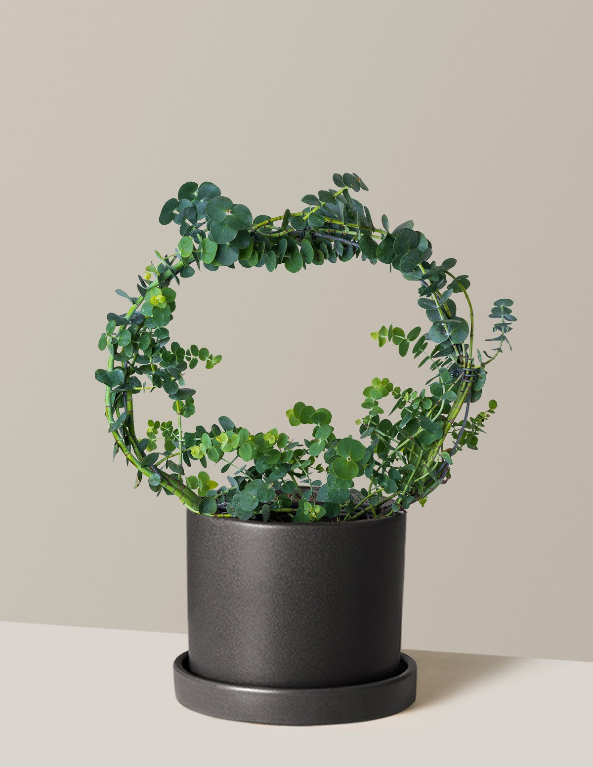 Potted Live Eucalyptus Hoop