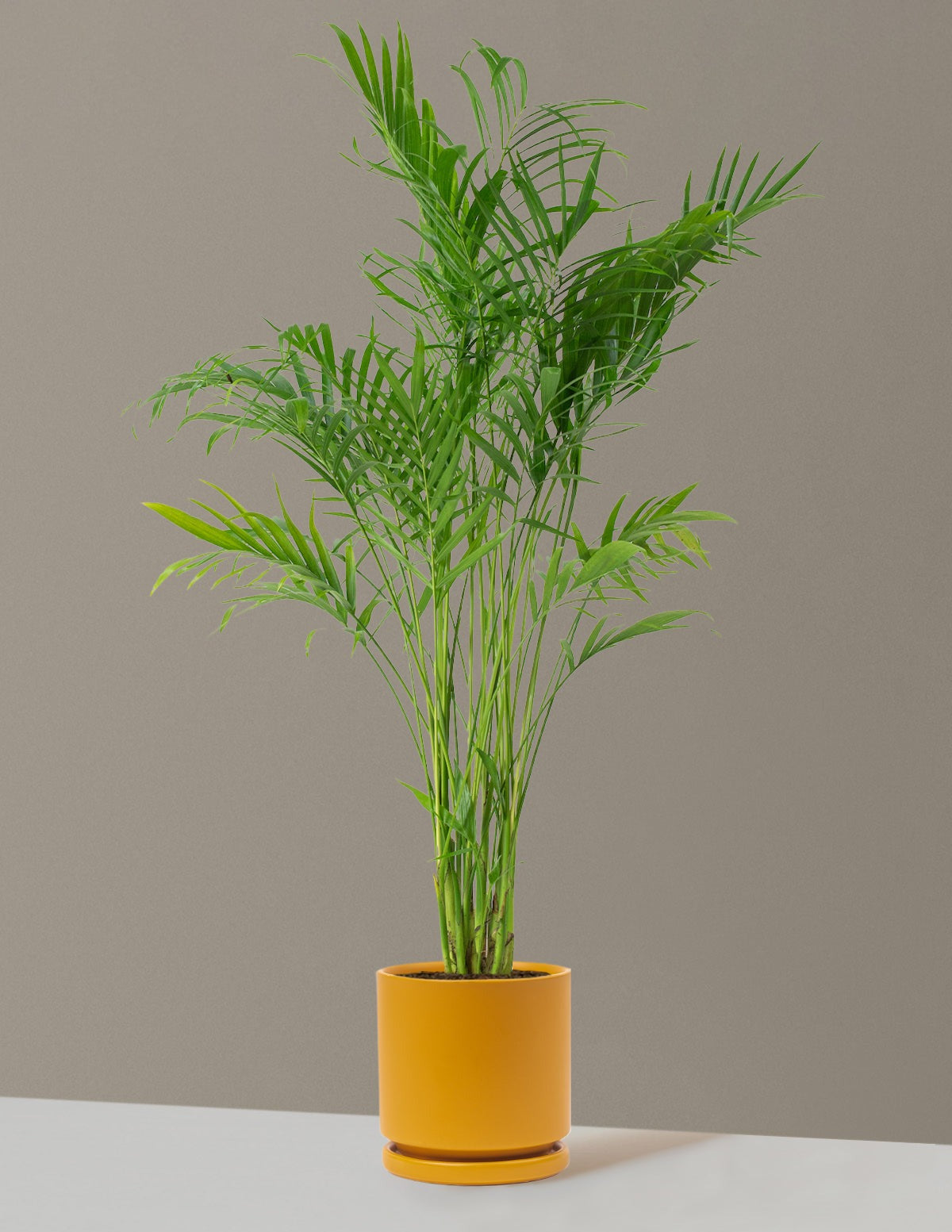 Large Cat Palm