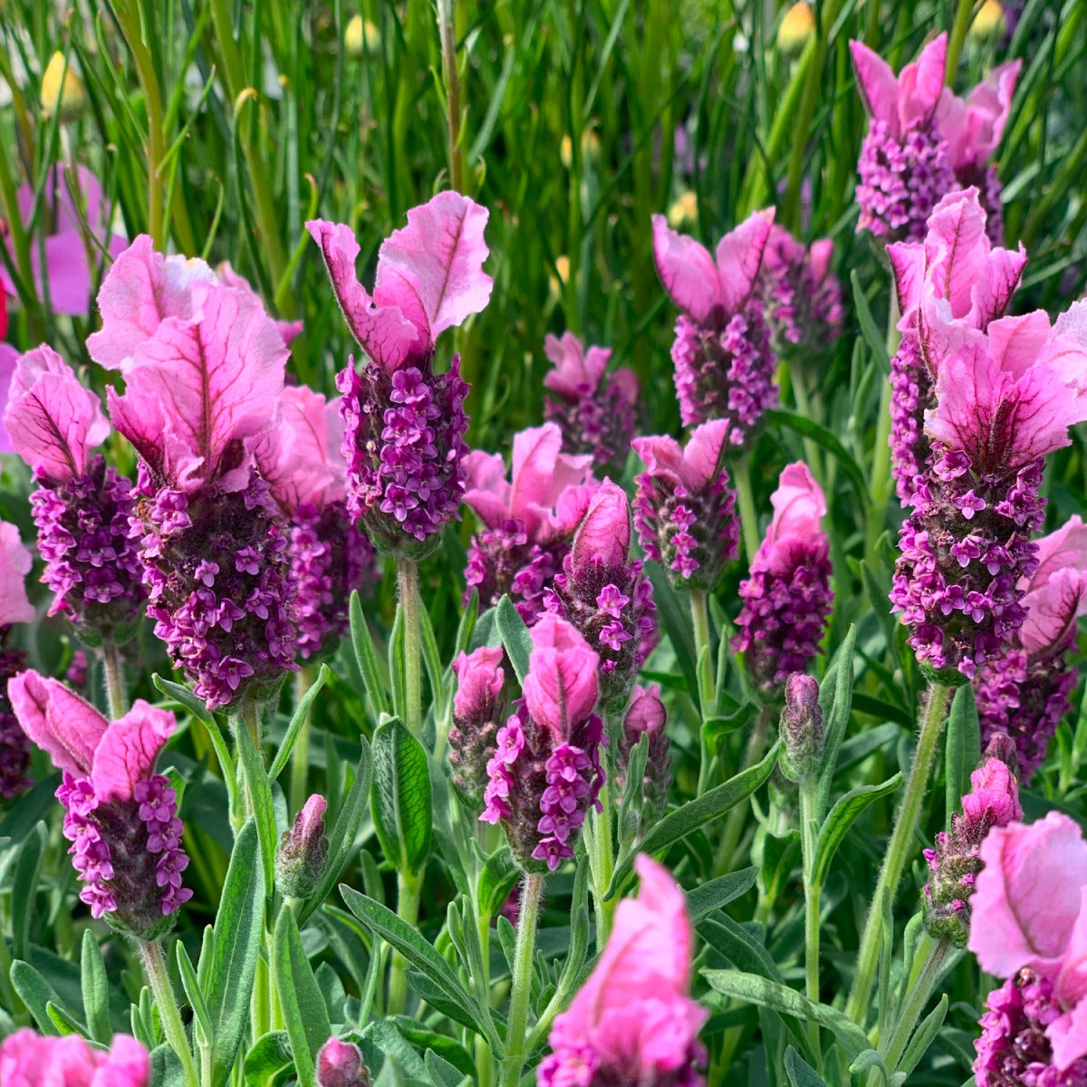 Javelin ForteTM Deep Rose Spanish Lavender