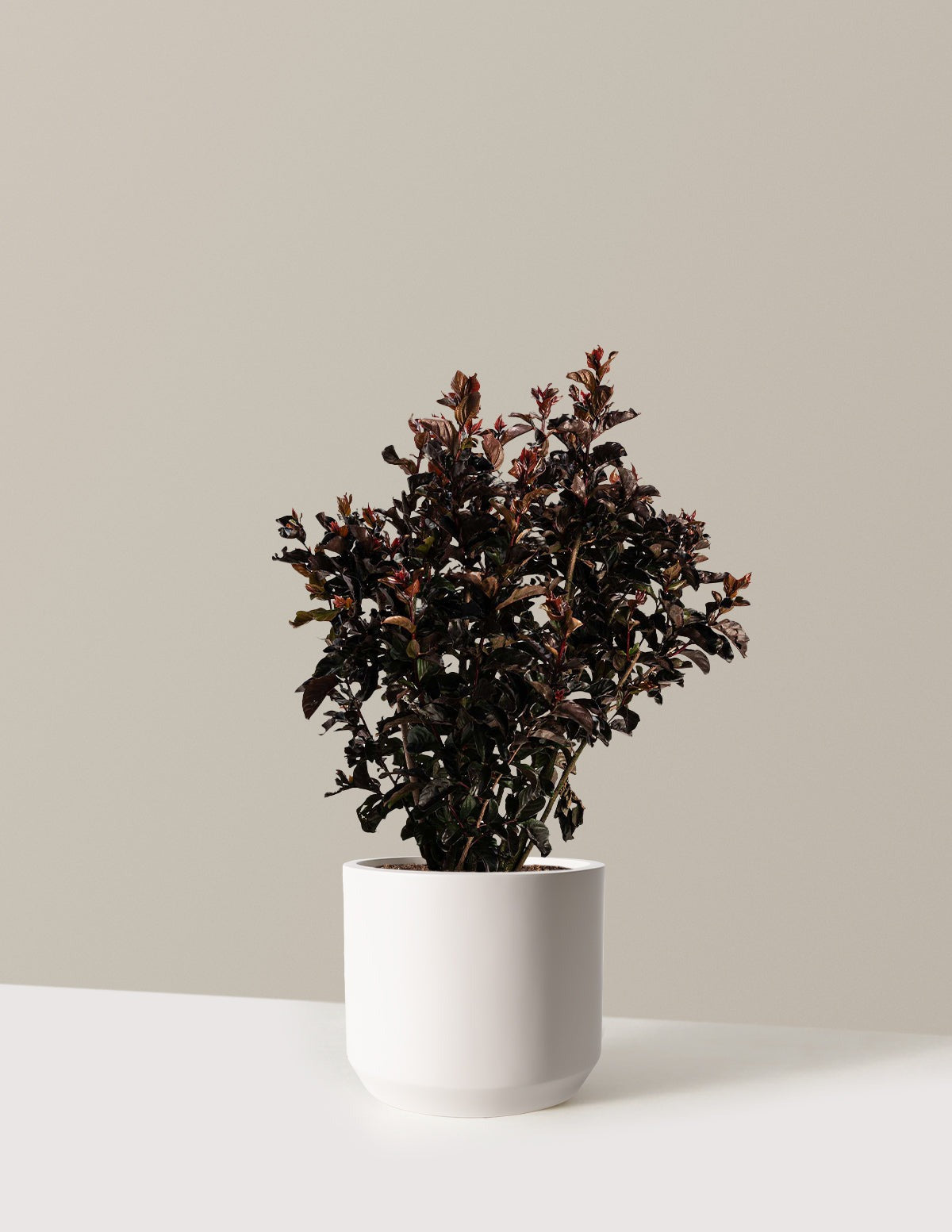 ThunderstruckTM Rumblin' RedTM Crapemyrtle