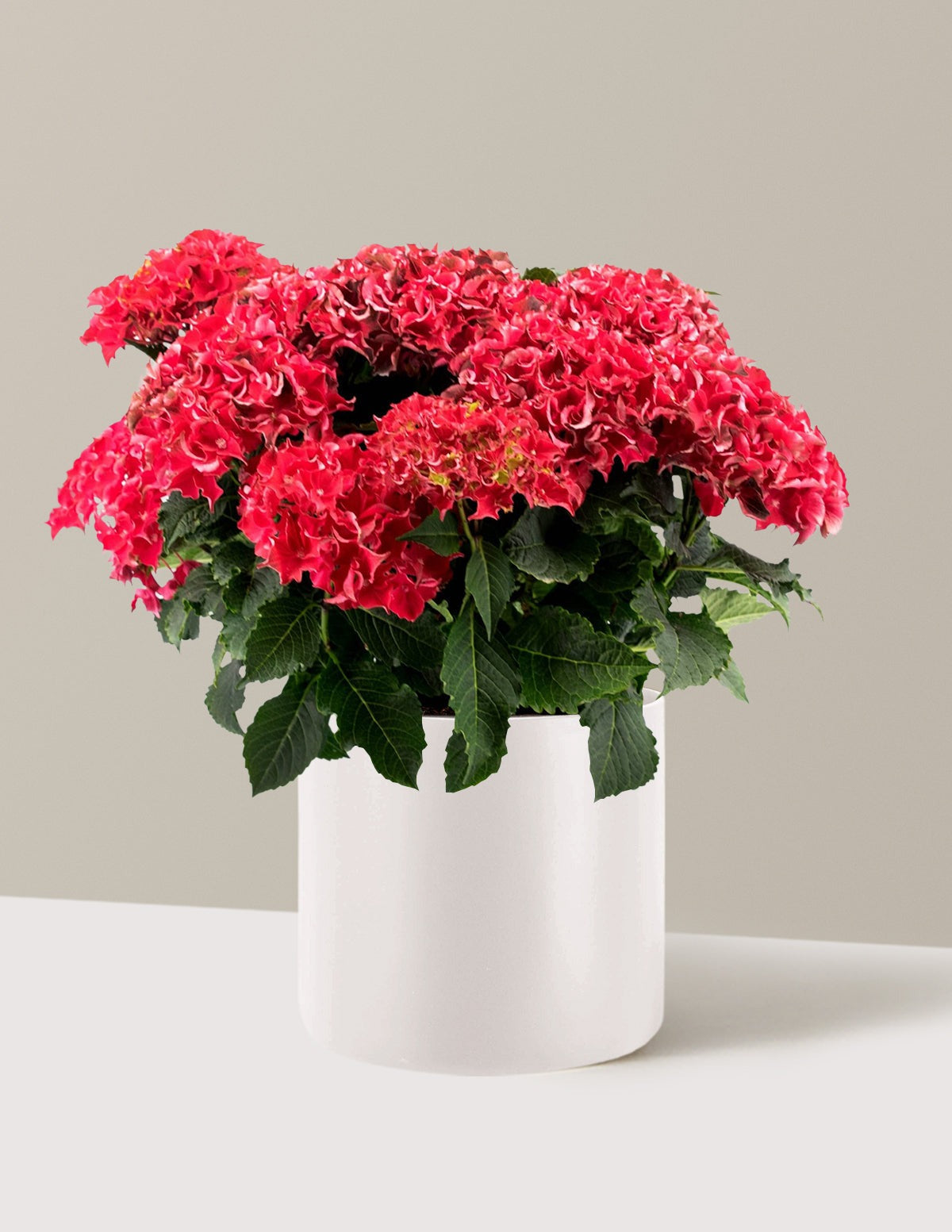 Frill RideTM Hydrangea
