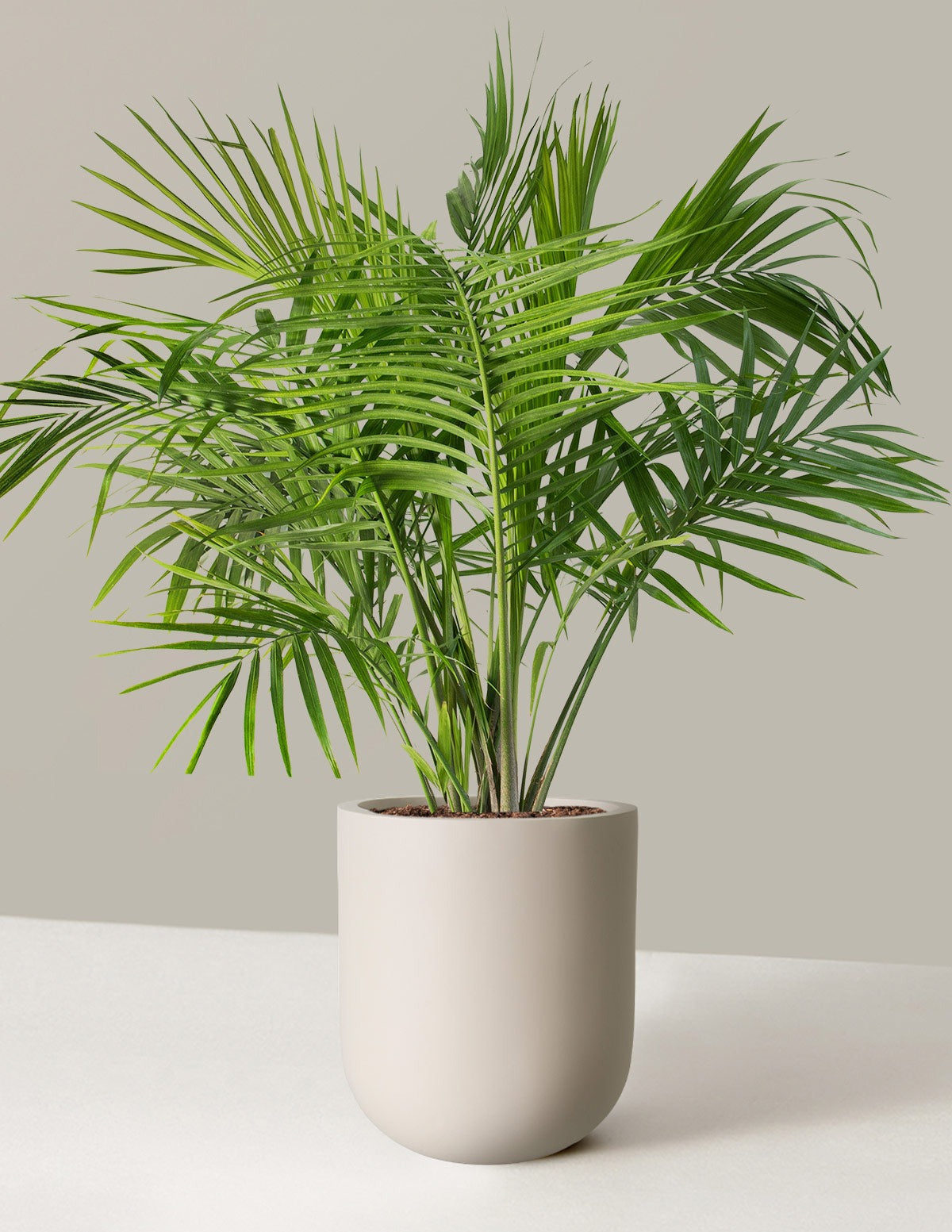 Large Majesty Palm