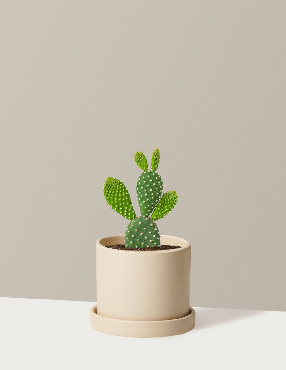 Bunny Cactus