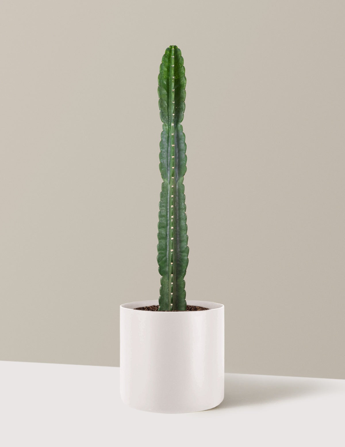 Cuddly Cactus