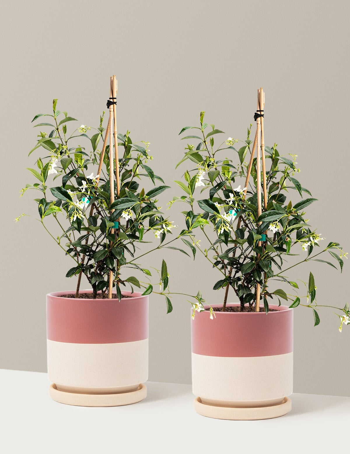 Star Jasmine