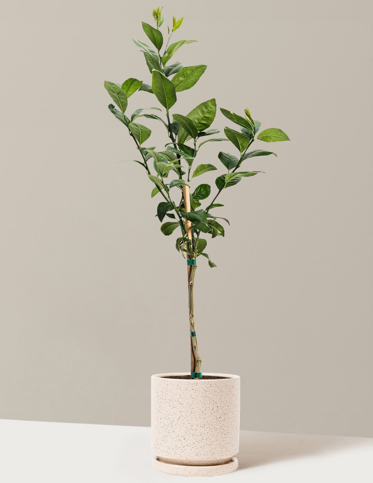 Meyer Lemon