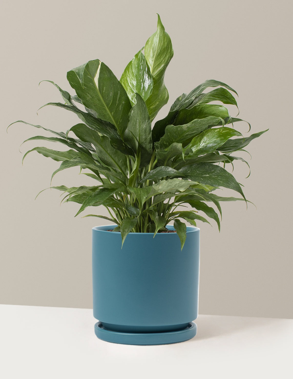Peace Lily Domino