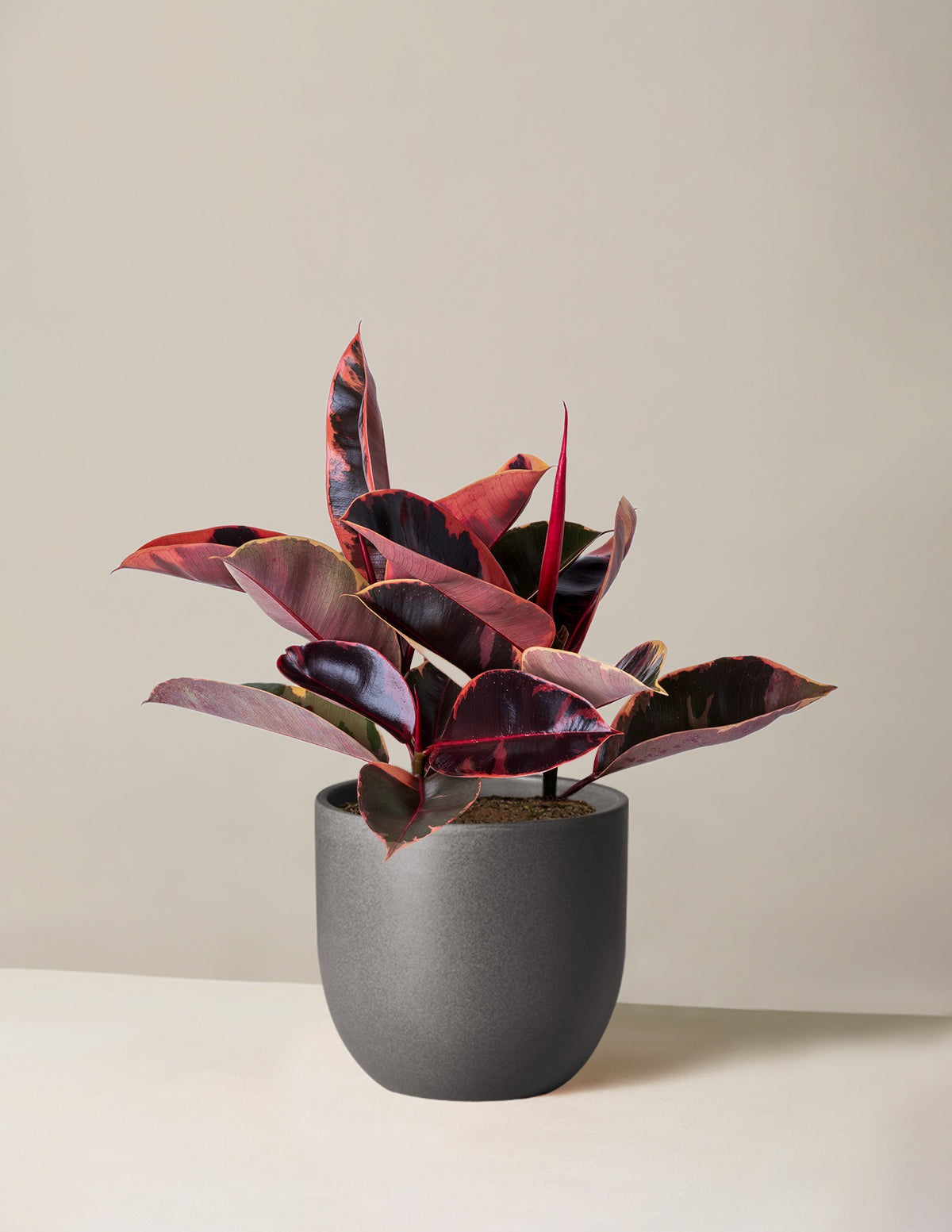 Ficus Ruby