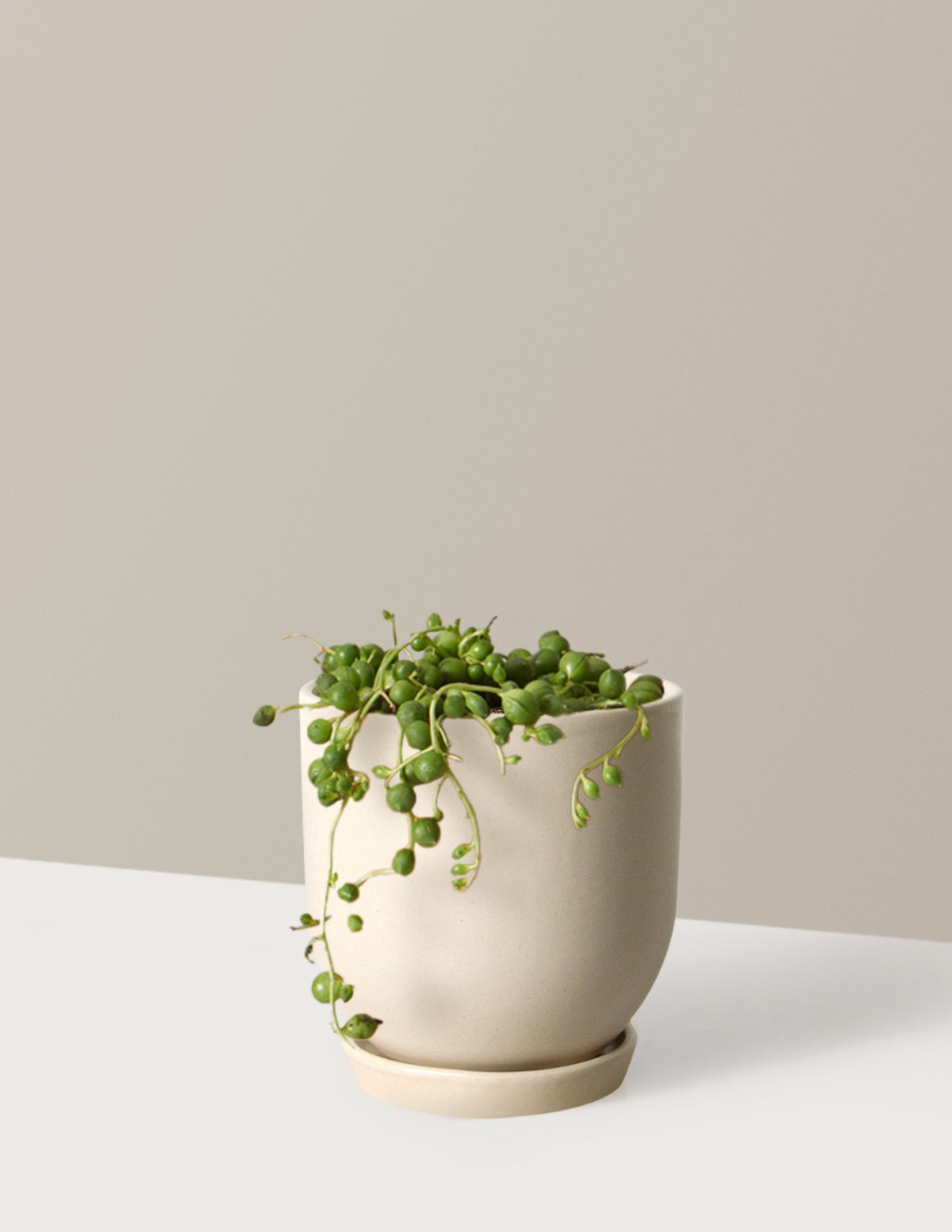 Westcott Ceramic Planter