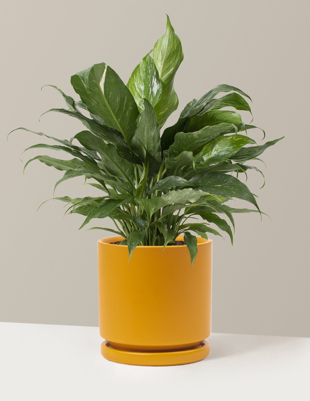 Peace Lily Domino