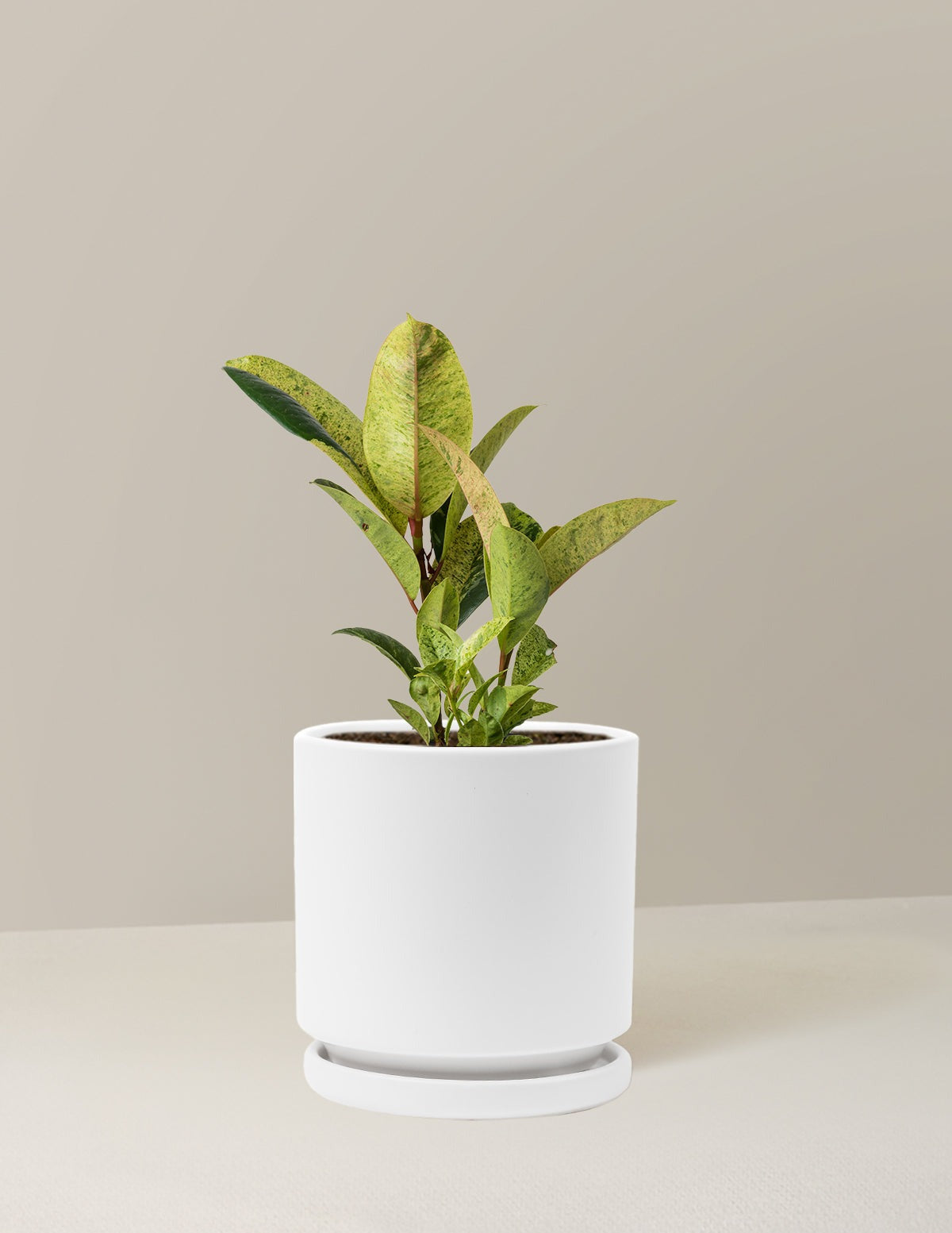 Ficus Shivereana