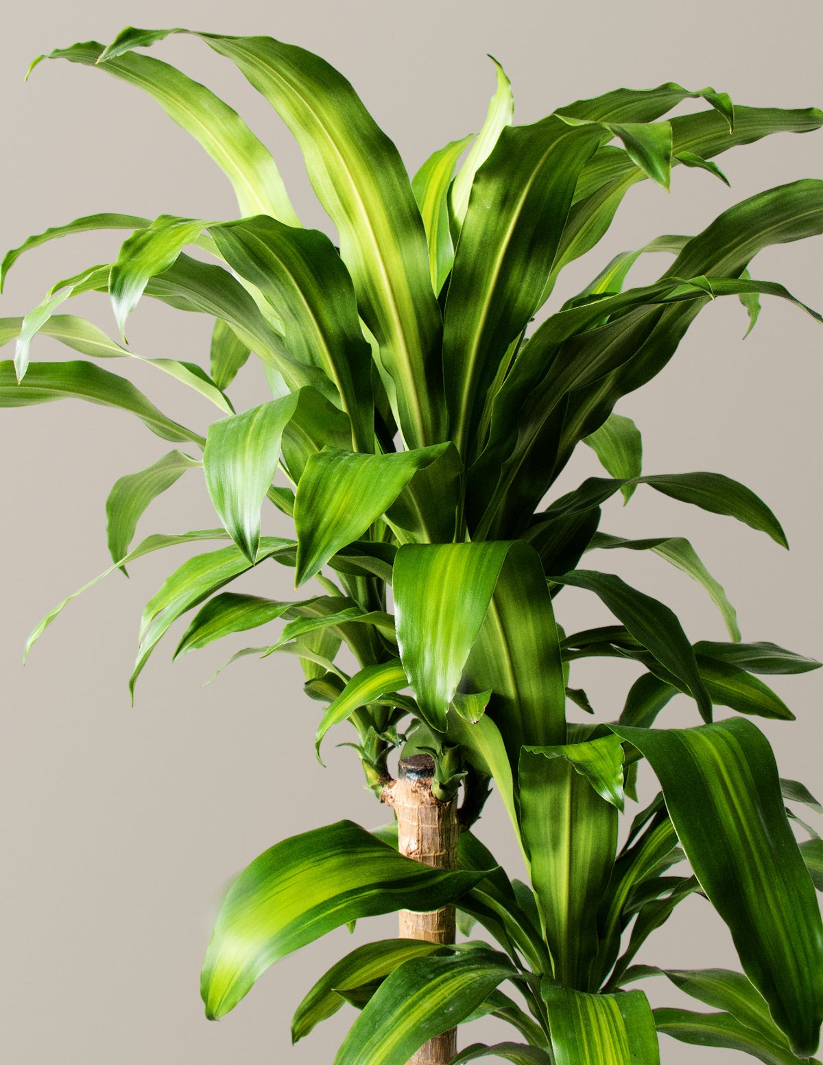 Dracaena Mass Cane