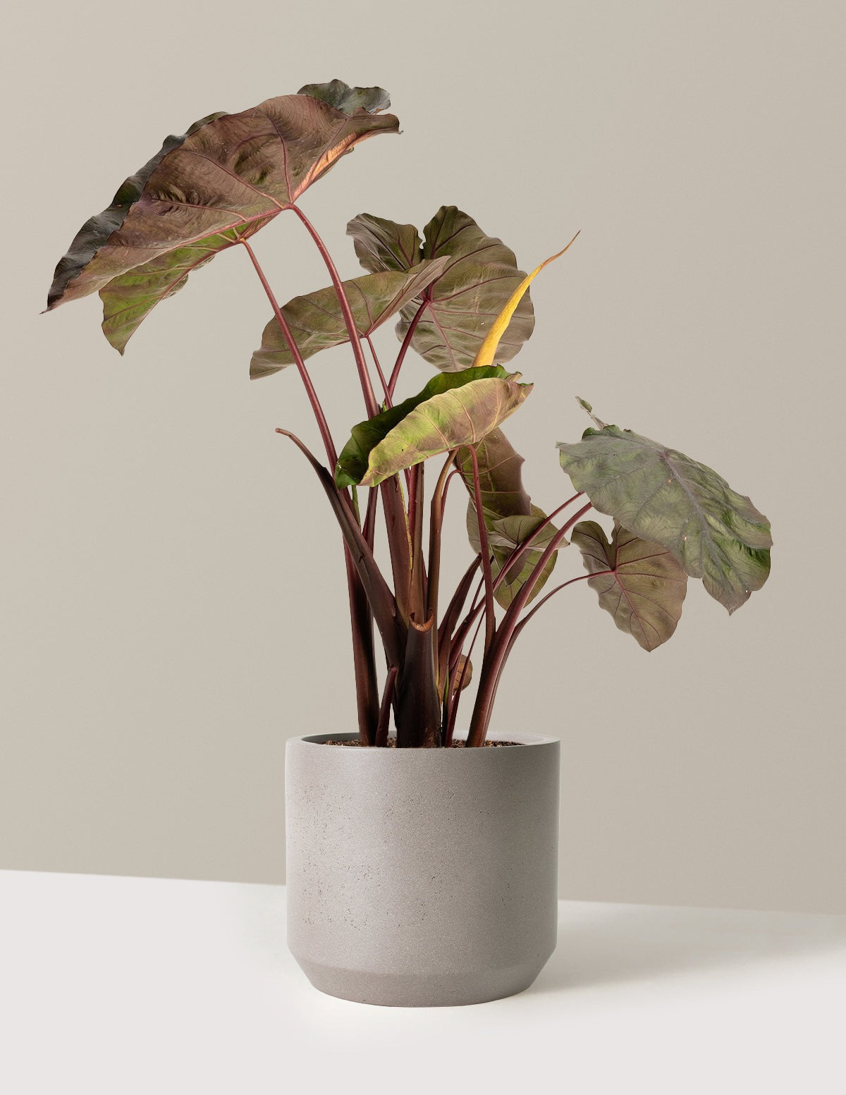 RedemptionTM Colocasia