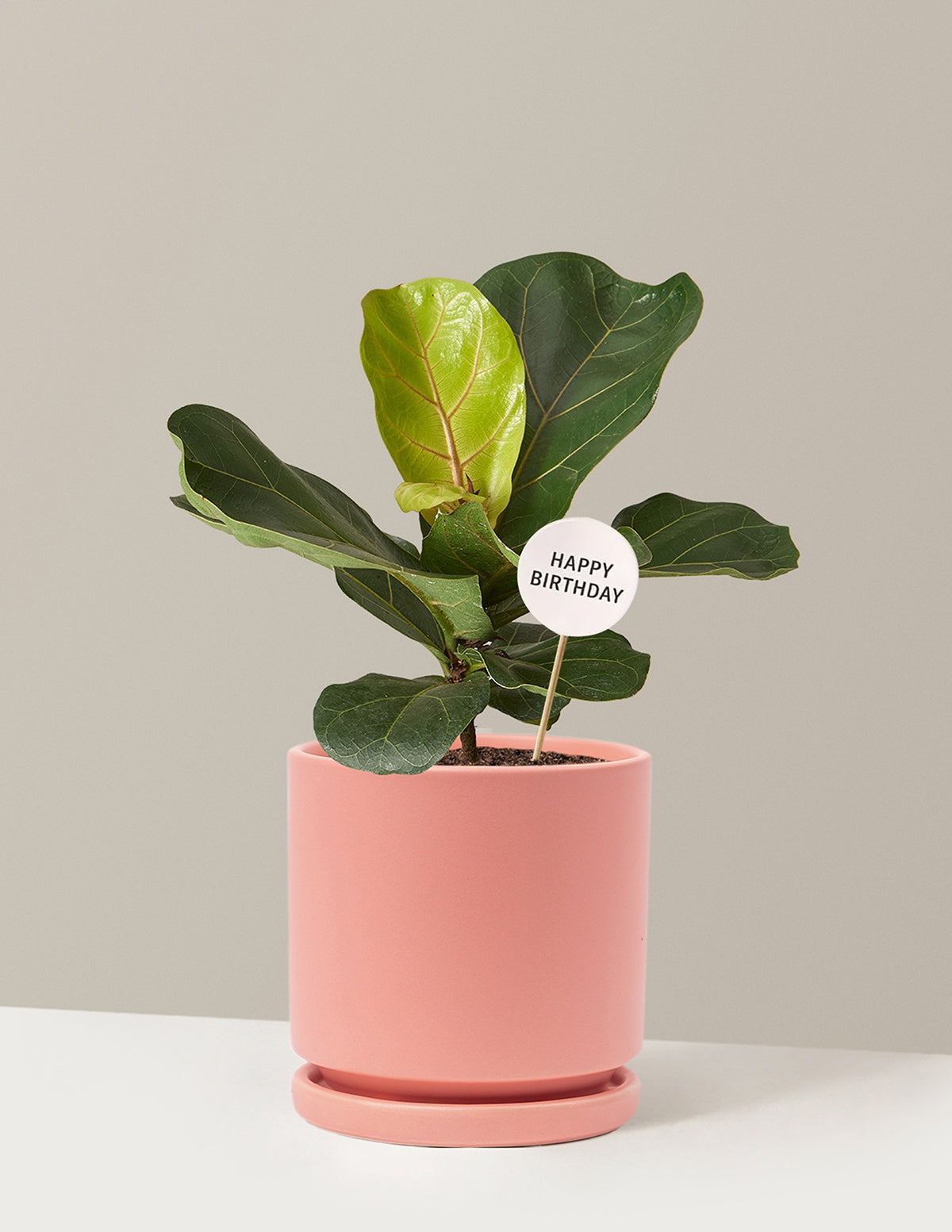 Happy Birthday Fiddle Leaf Fig Bush