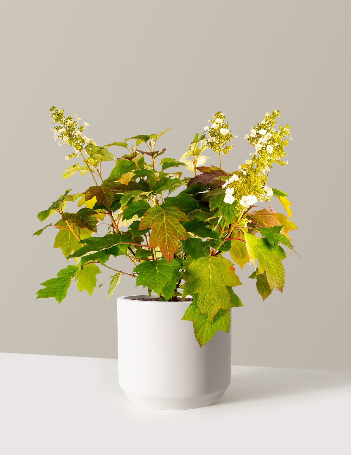 Toy SoldierTM Hydrangea