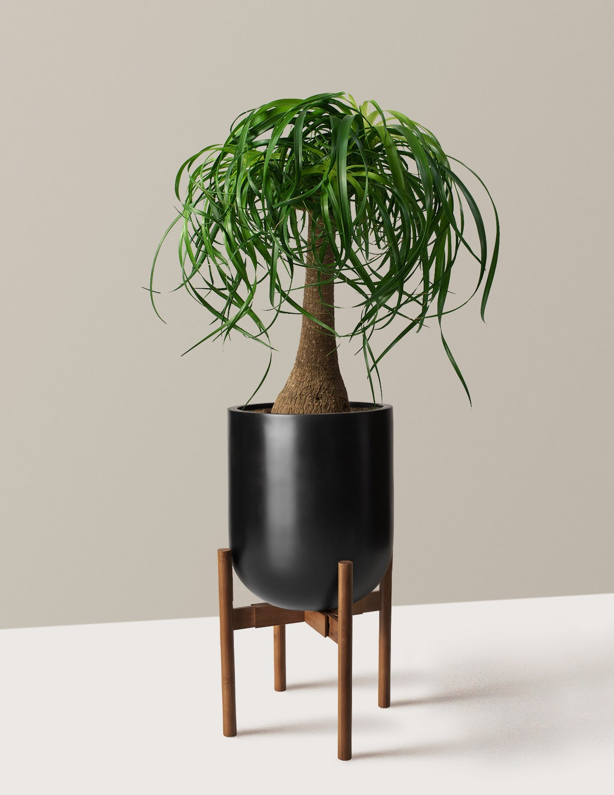 Ponytail Palm