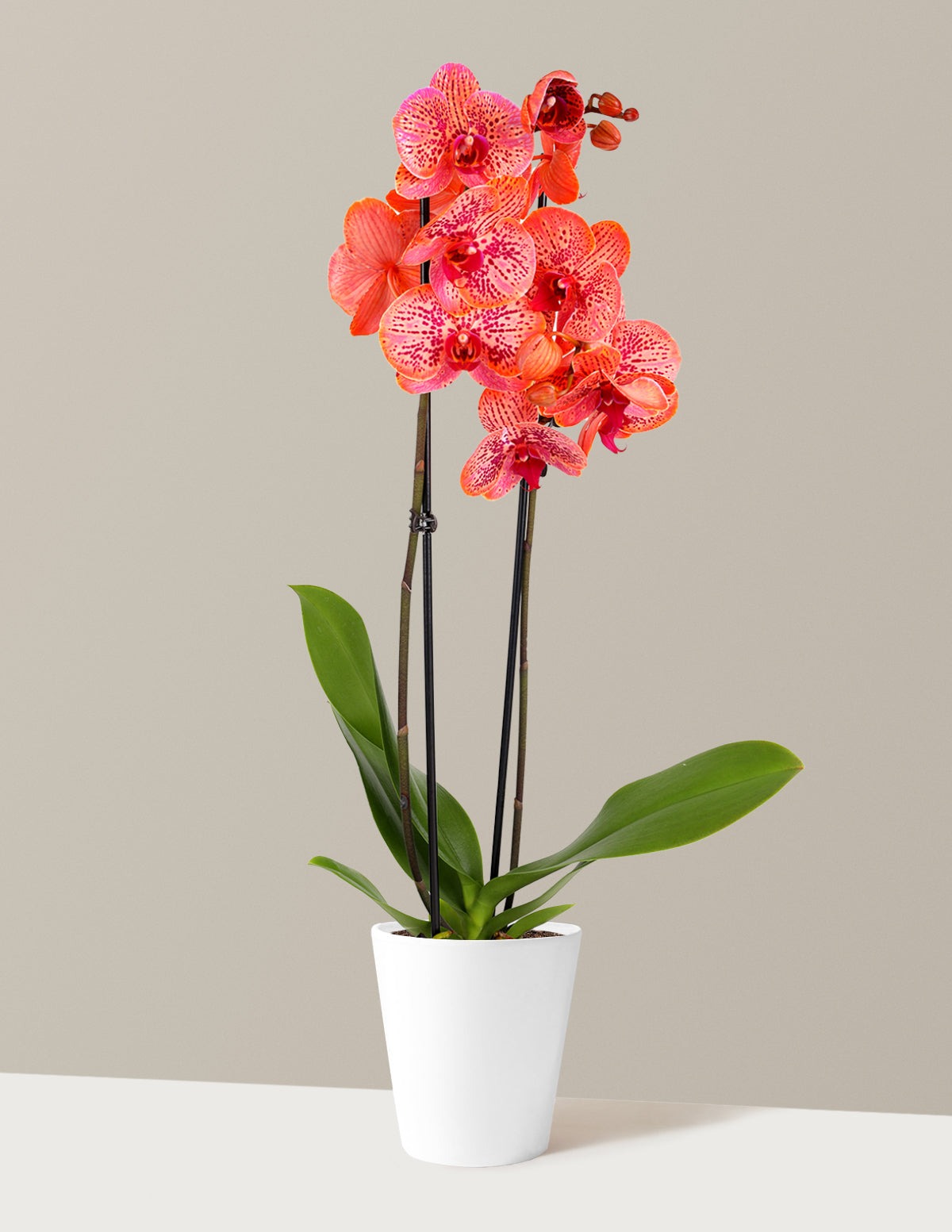 Electric Tangerine Kaleidoscope Orchid