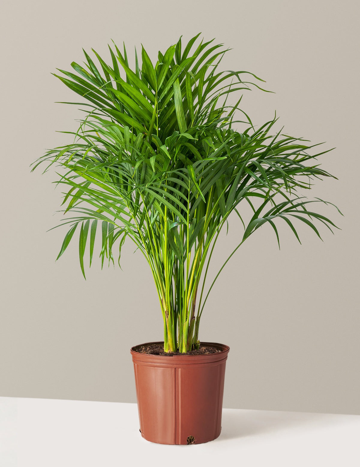 Areca Purifying Palm