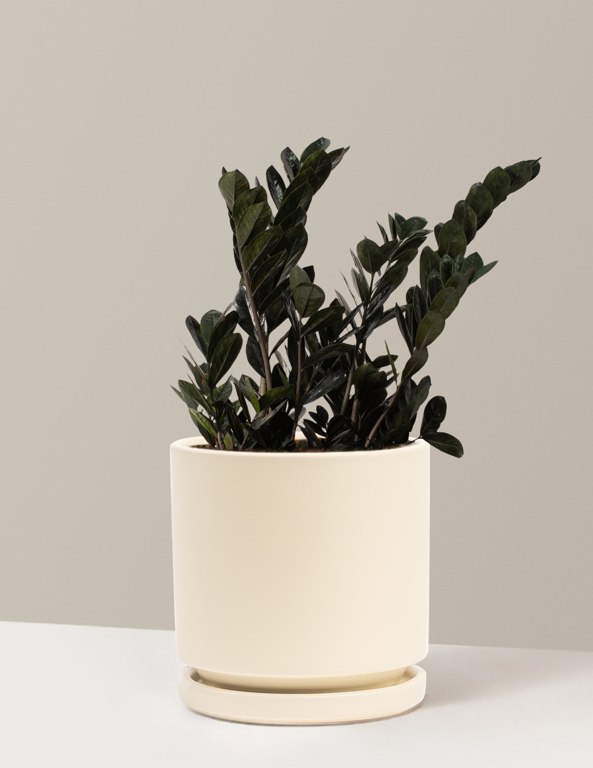 Black ZZ Plant