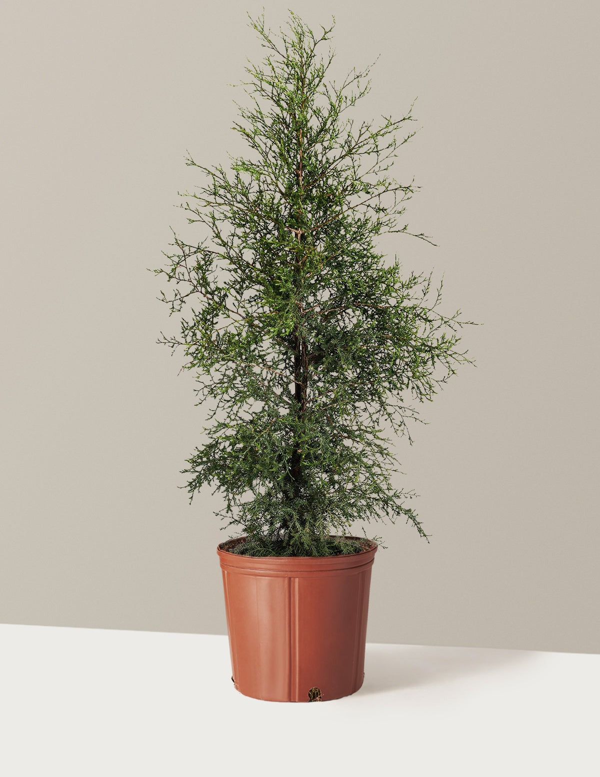 Brodie Eastern Red Cedar
