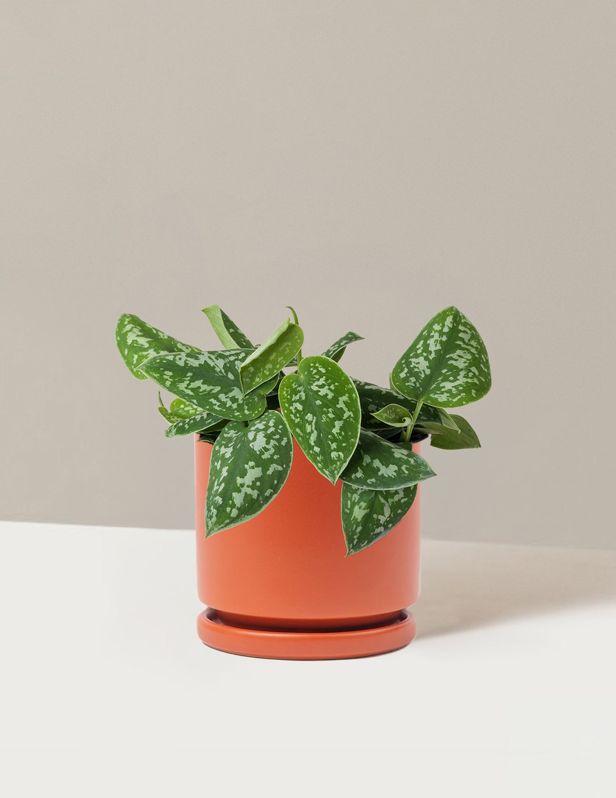 Philodendron Silver