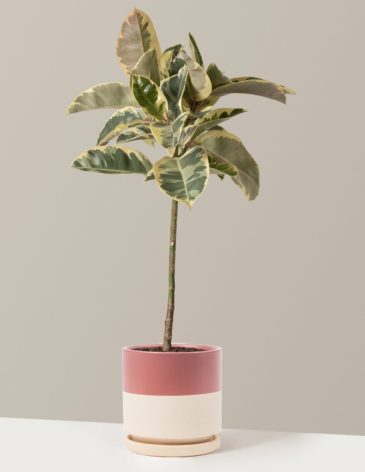 Ficus Tineke Tree