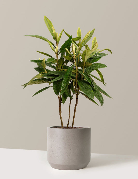 Japanese Loquat