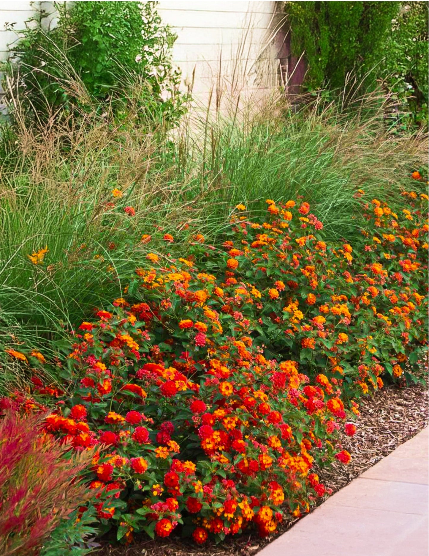 Dwarf Maiden Grass