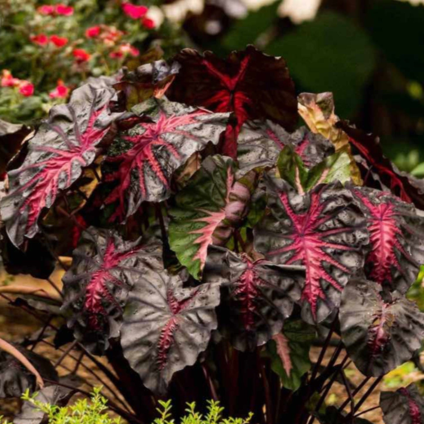 RedemptionTM Colocasia