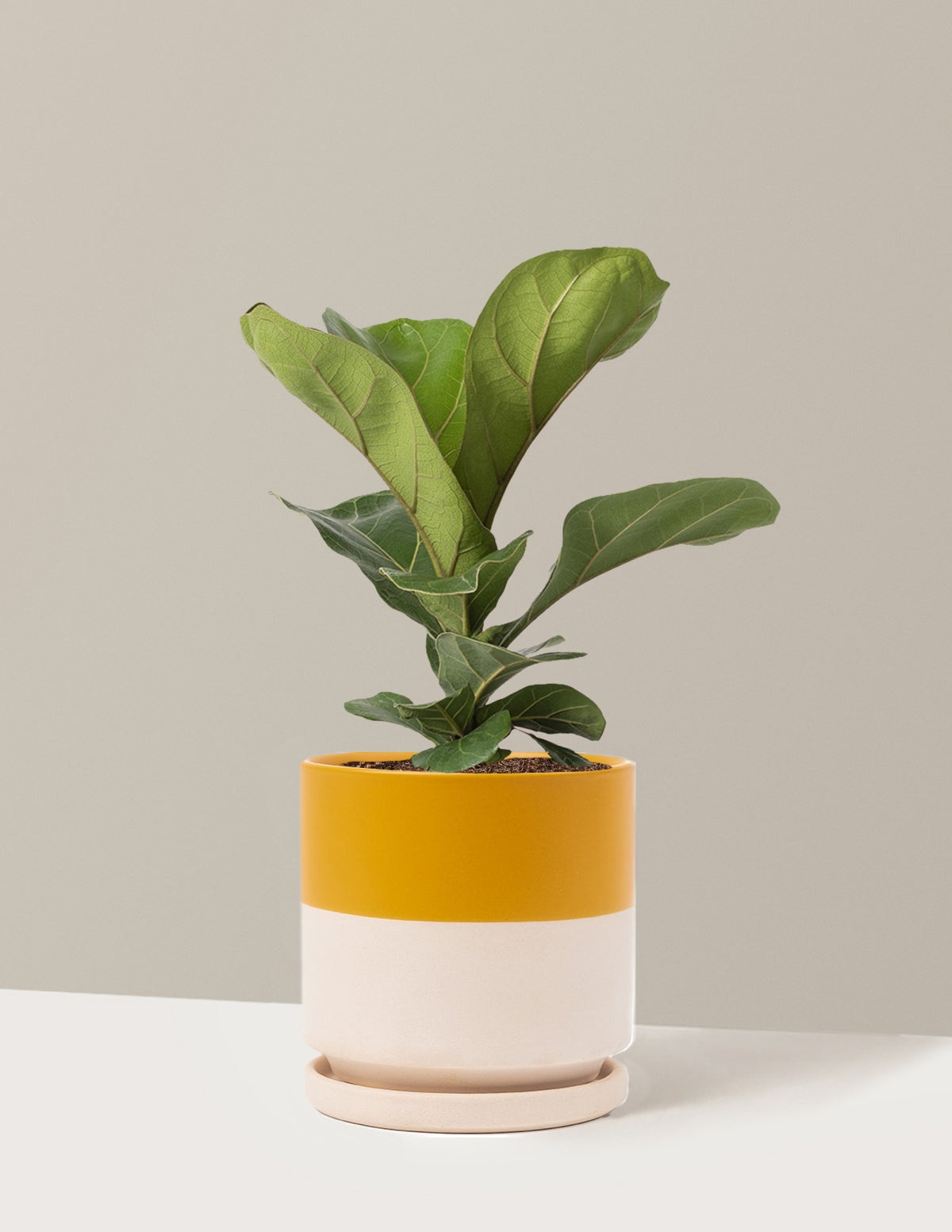 Fiddle Leaf Fig Bush