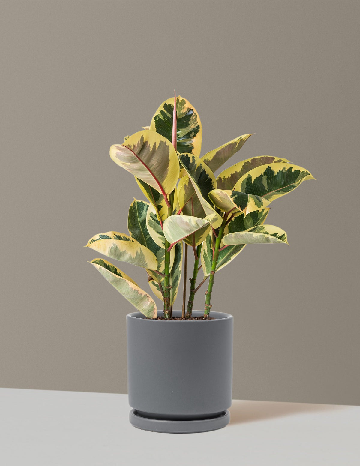 Ficus Tineke Bush