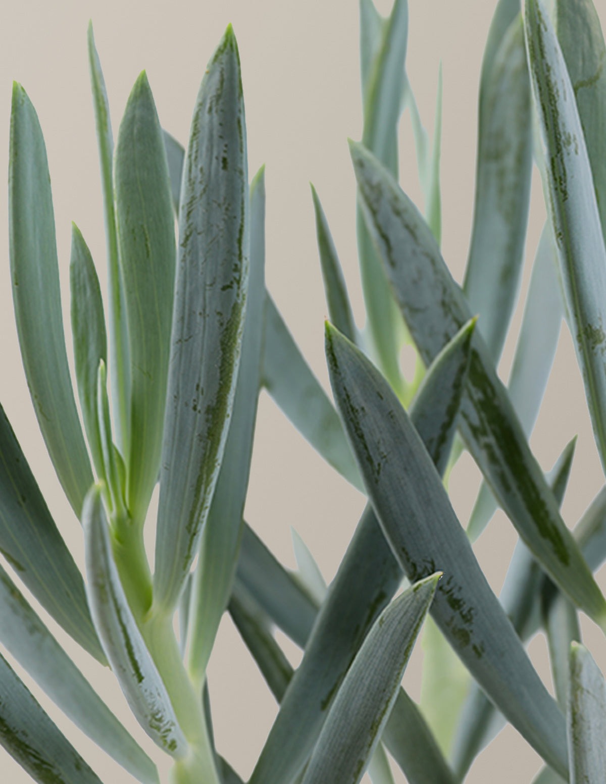 Senecio Mount Everest
