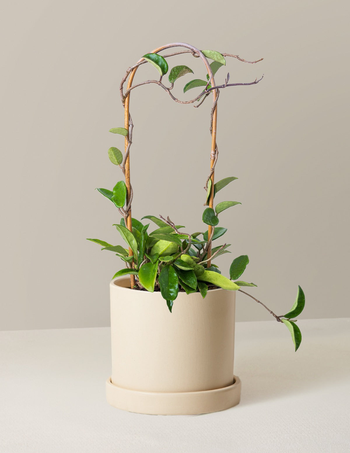 Hoya Pubicalyx Hoop