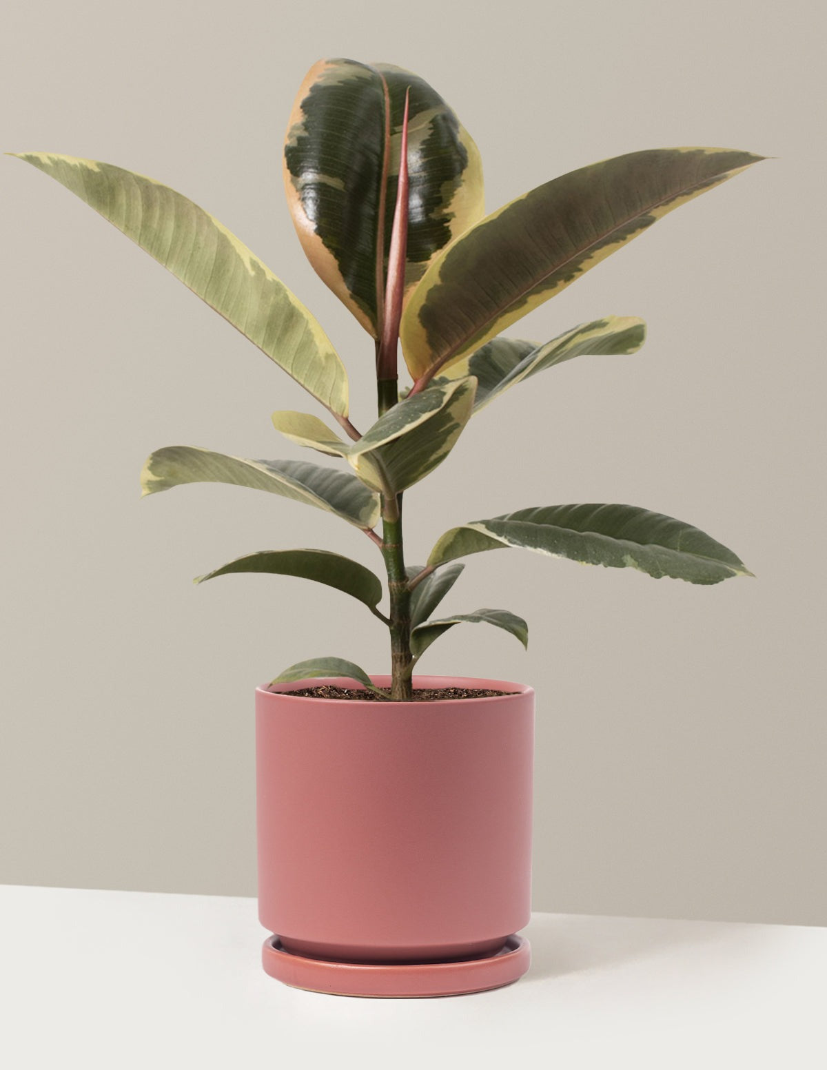 Ficus Tineke Bush