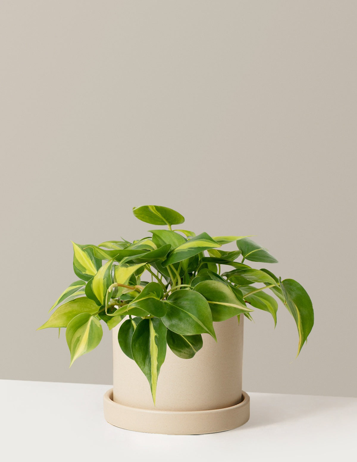 Plant Of The Month Club