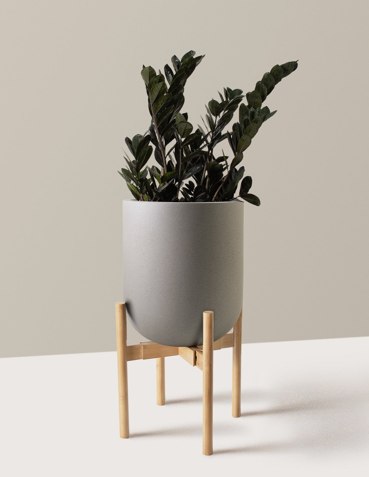 Black ZZ Plant