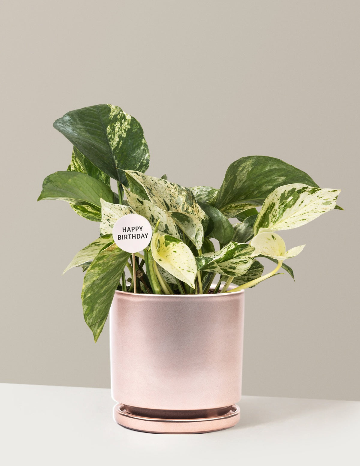 Happy Birthday Pothos Marble Queen