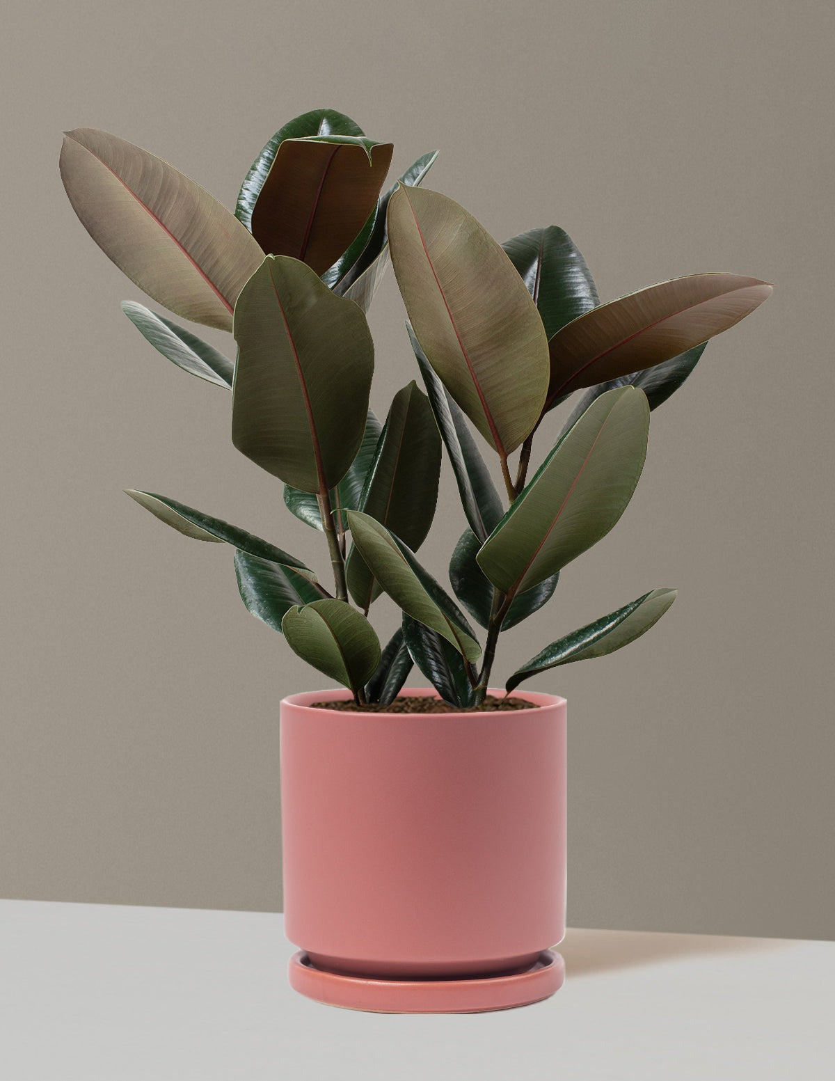 Ficus Burgundy Rubber Plant
