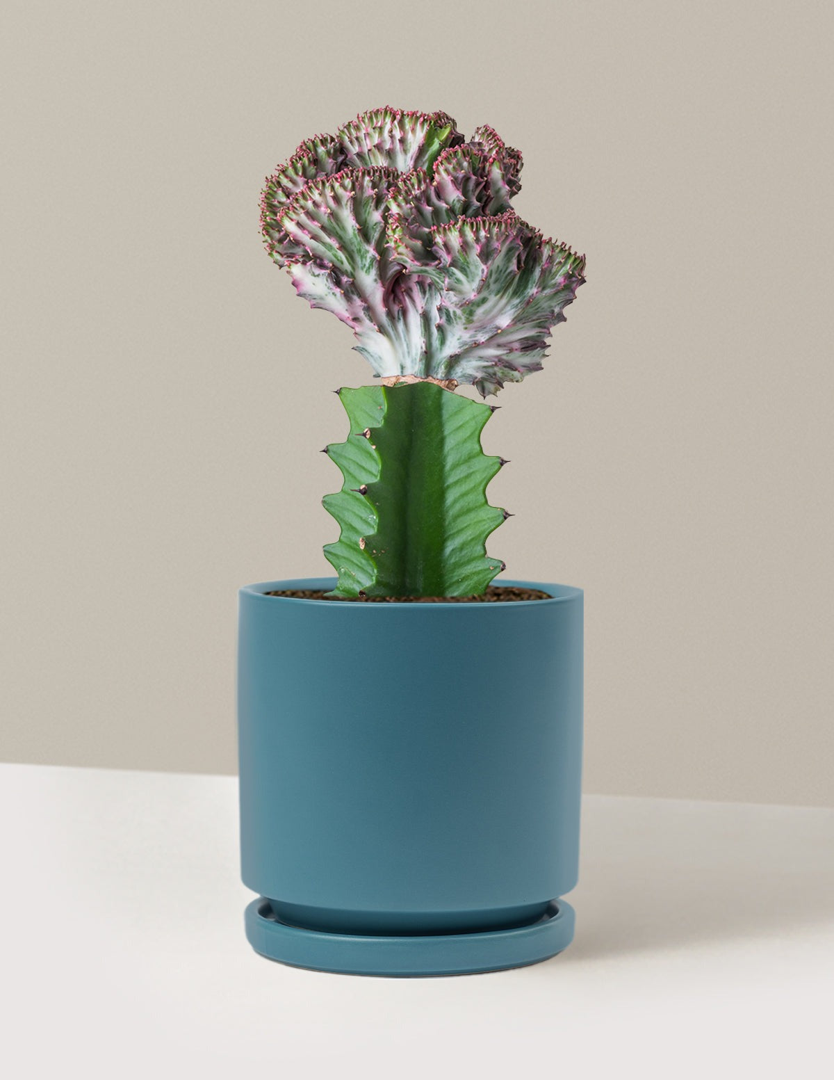 Mermaid Tail Cactus