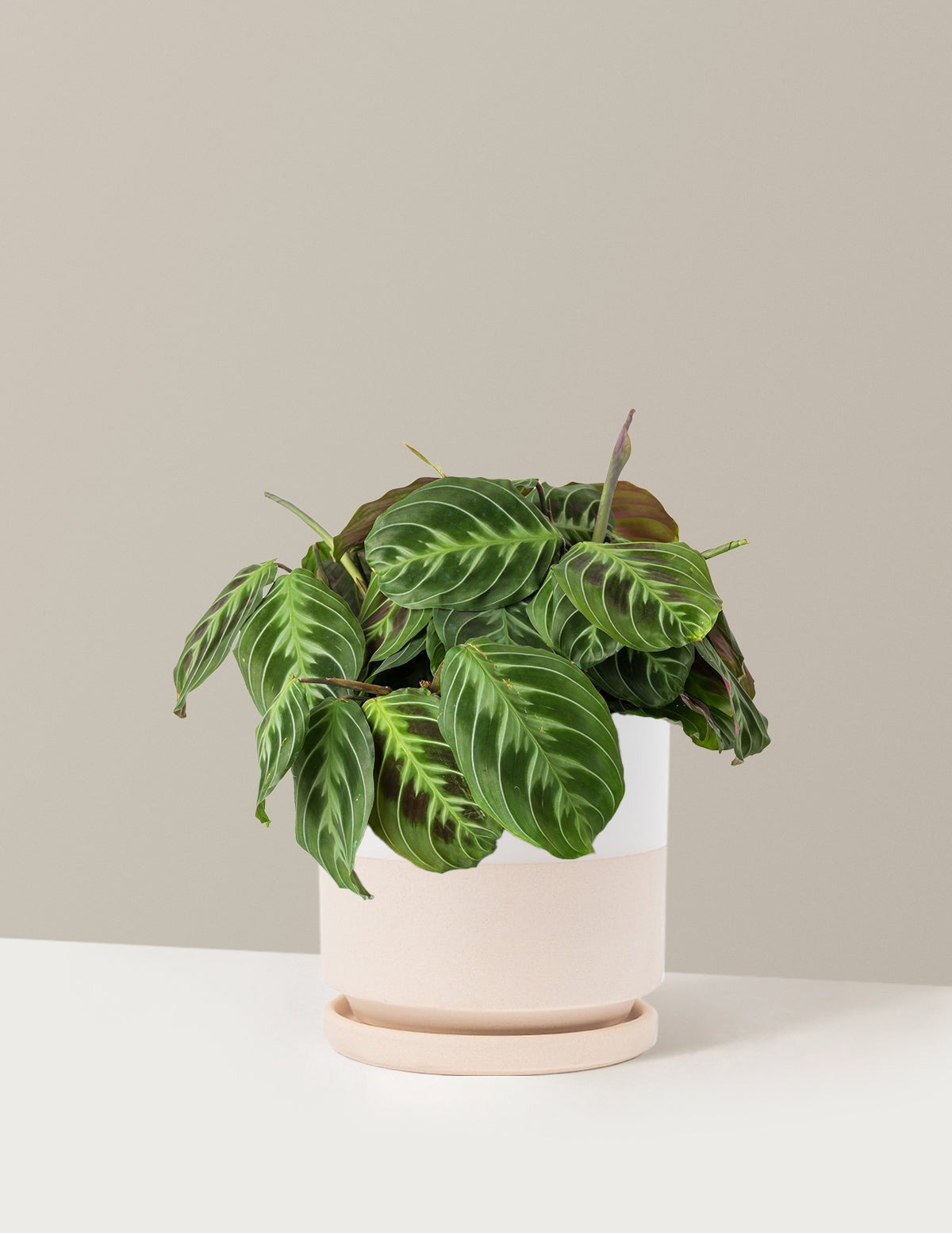 Black Prayer Plant