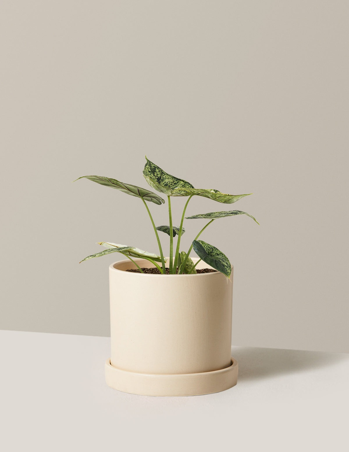 Alocasia Green Mint