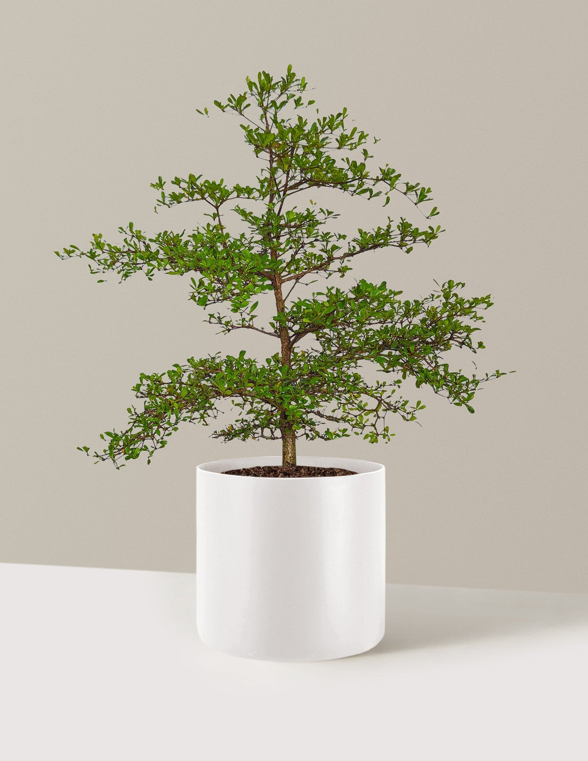 Black Olive Tree