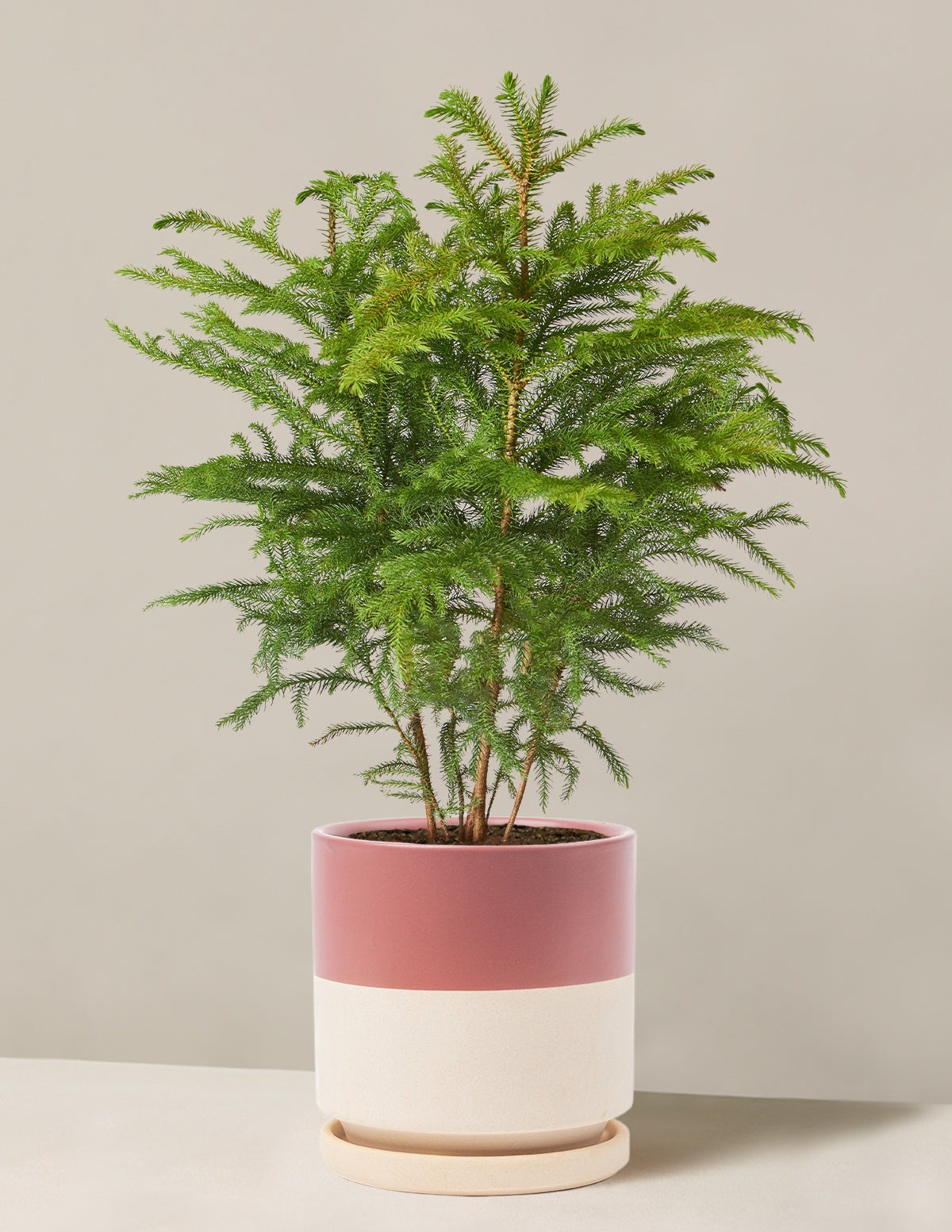 Norfolk Island Pine