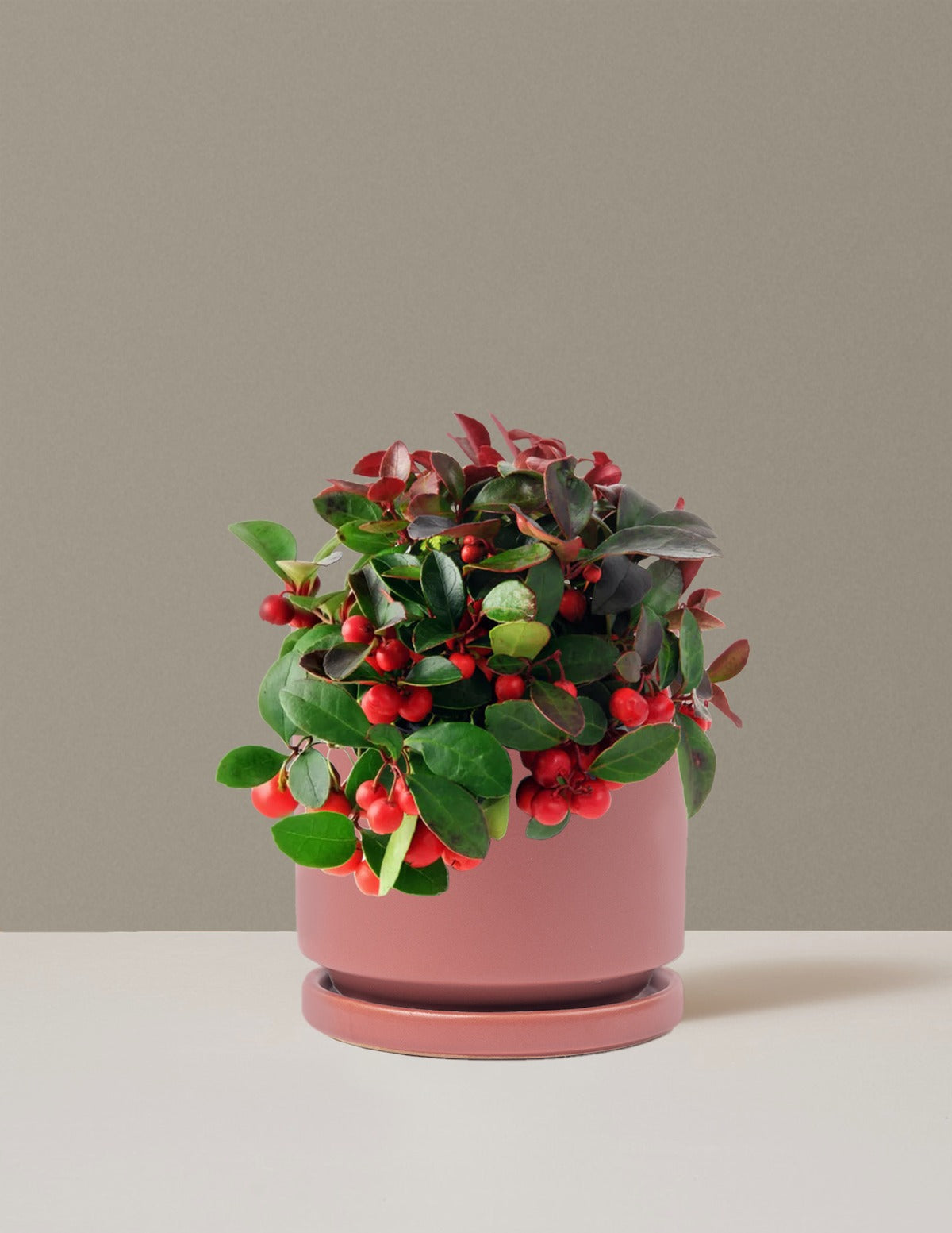 Wintergreen Cherry Berries