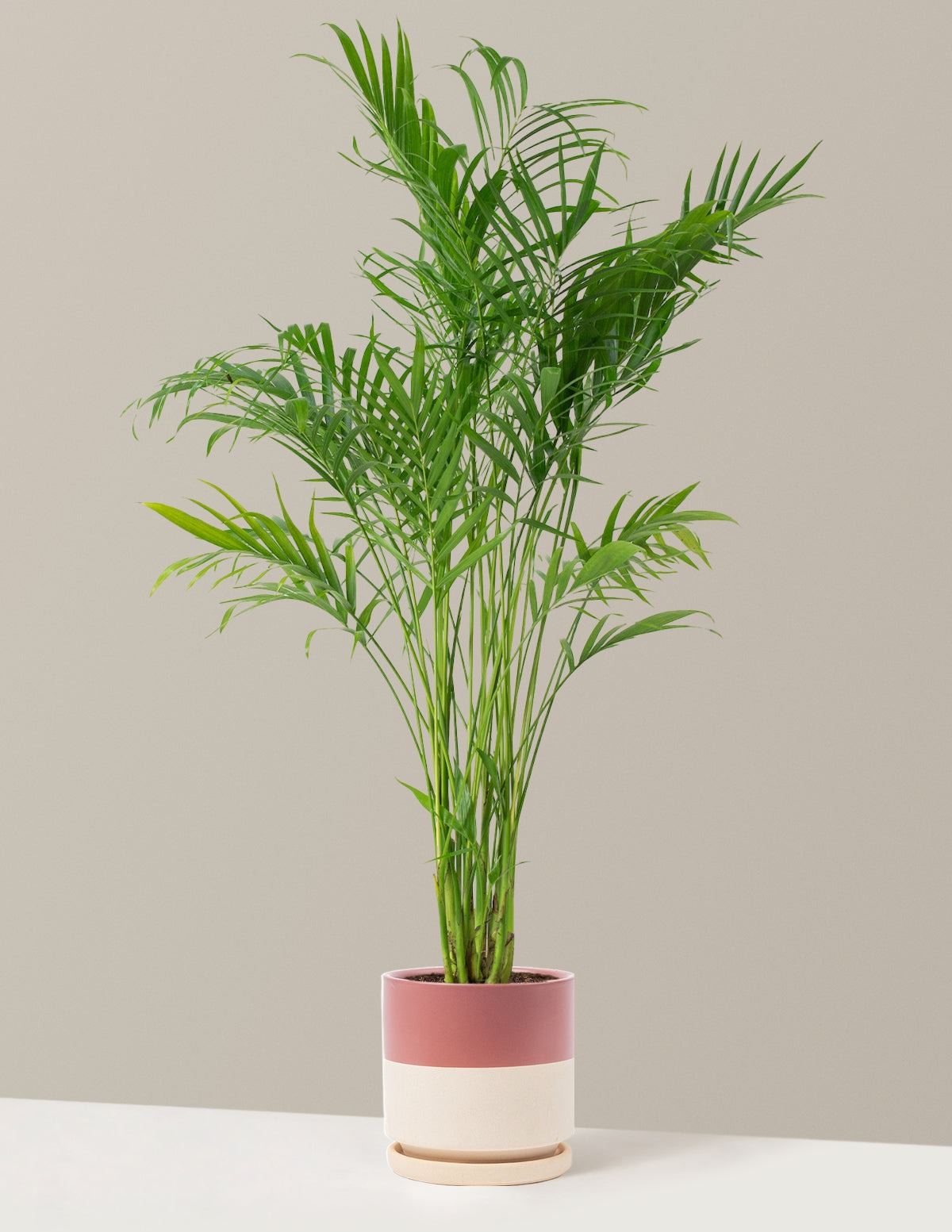 Large Cat Palm