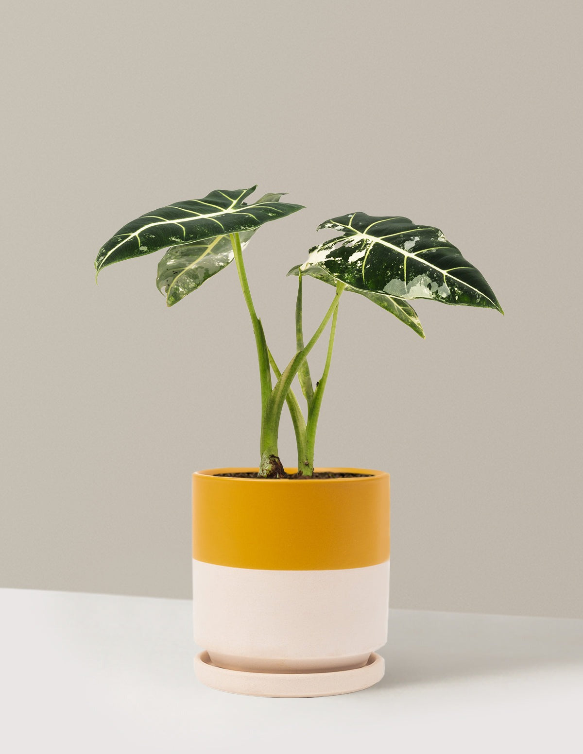 Alocasia Frydek Variegated