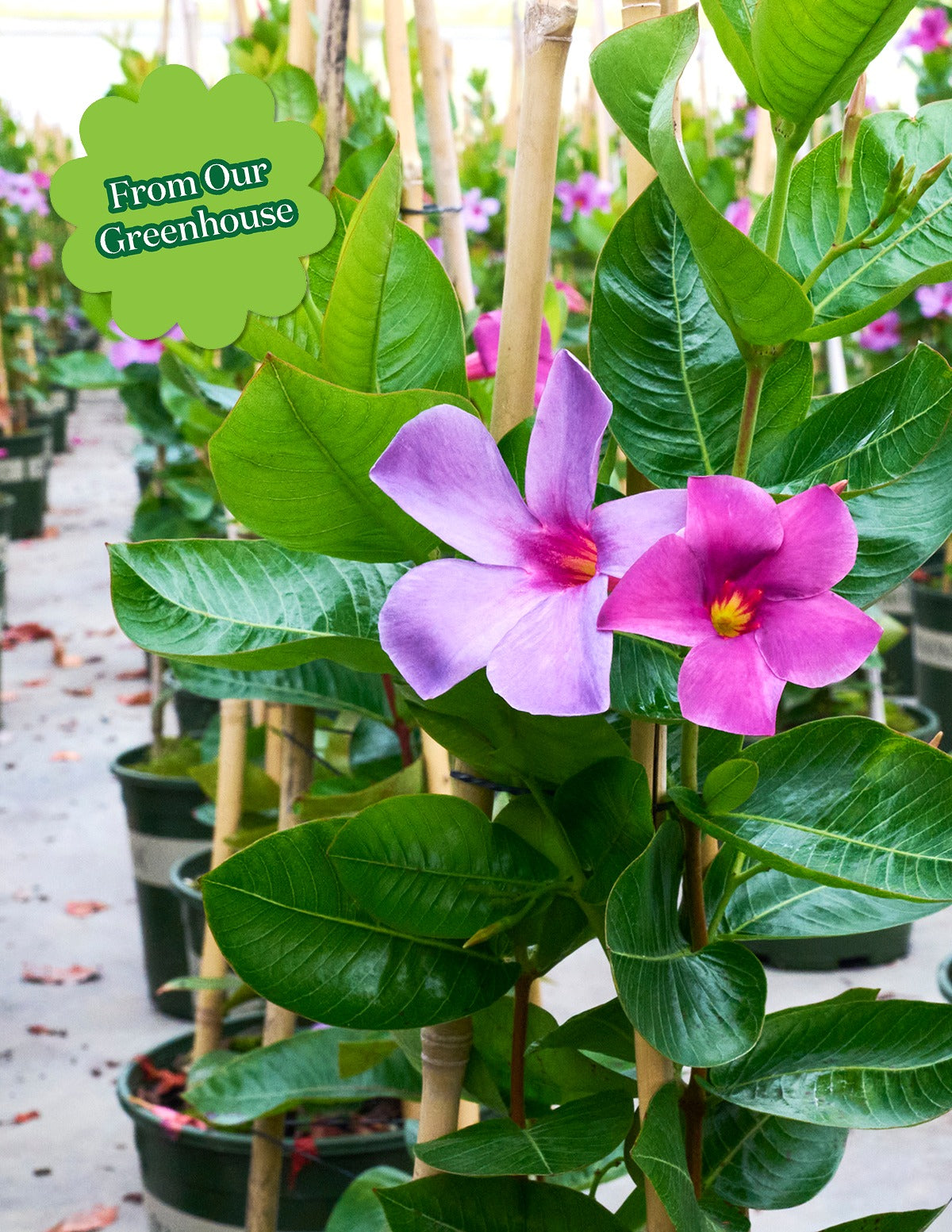 Sun Parasol® Original XP BluephoriaTM Mandevilla