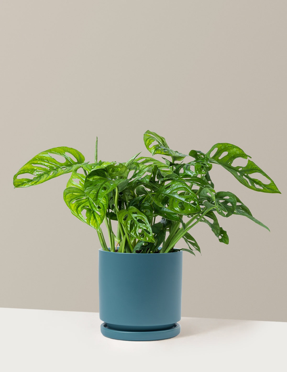 Monstera Adansonii