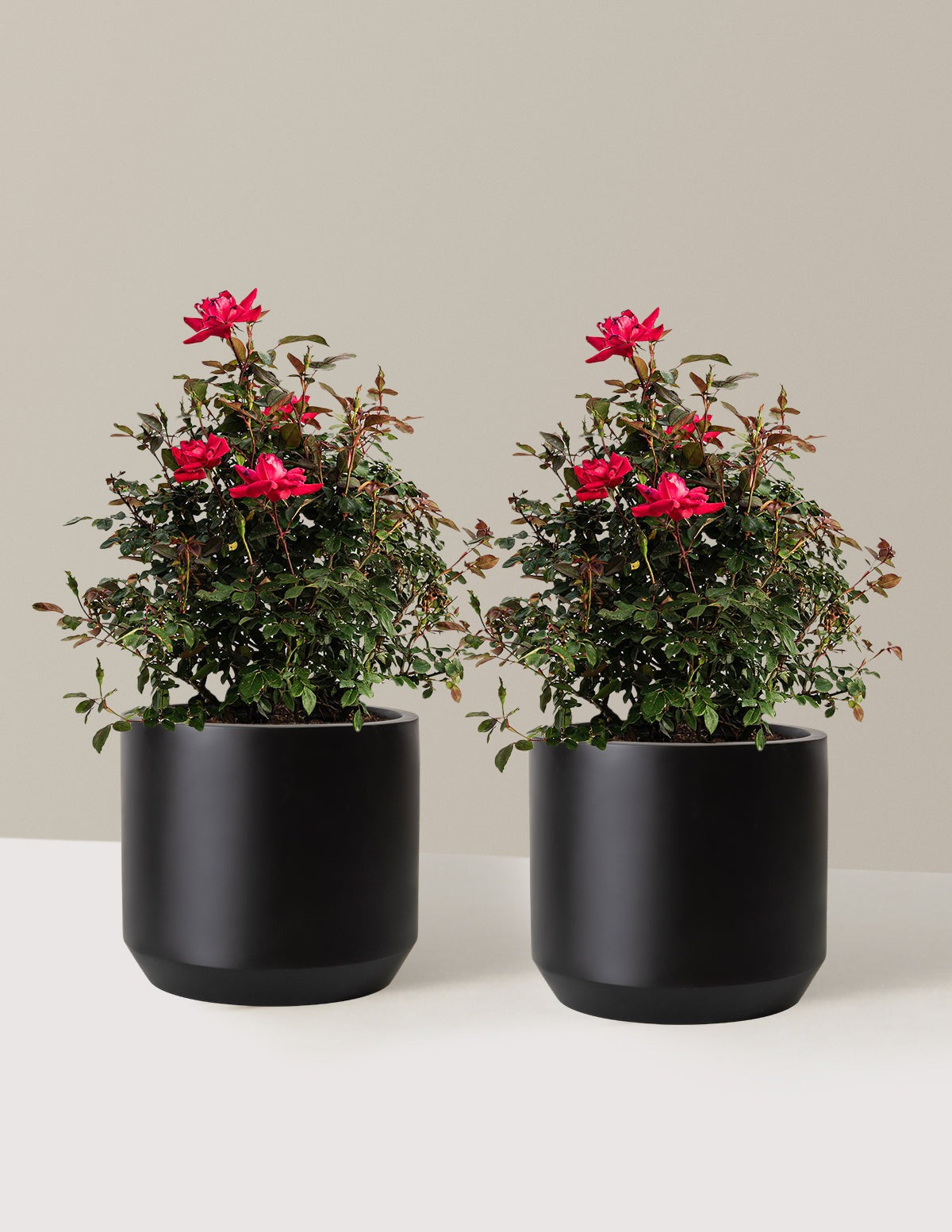 Double Knock Out® Rose